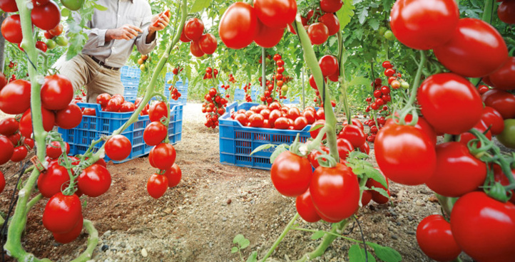 Nouveau Record Pour Les Exportations Marocaines De Tomates Avec 1 